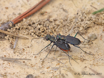 Cicindela rufiventris